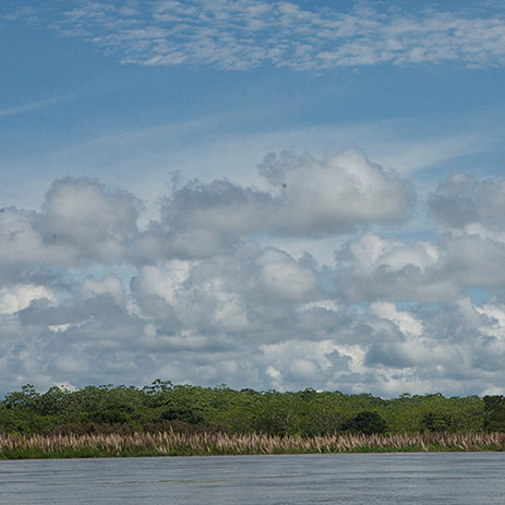 AMAZONAS 27 rio mosaico galeria_MG_4661.jpg